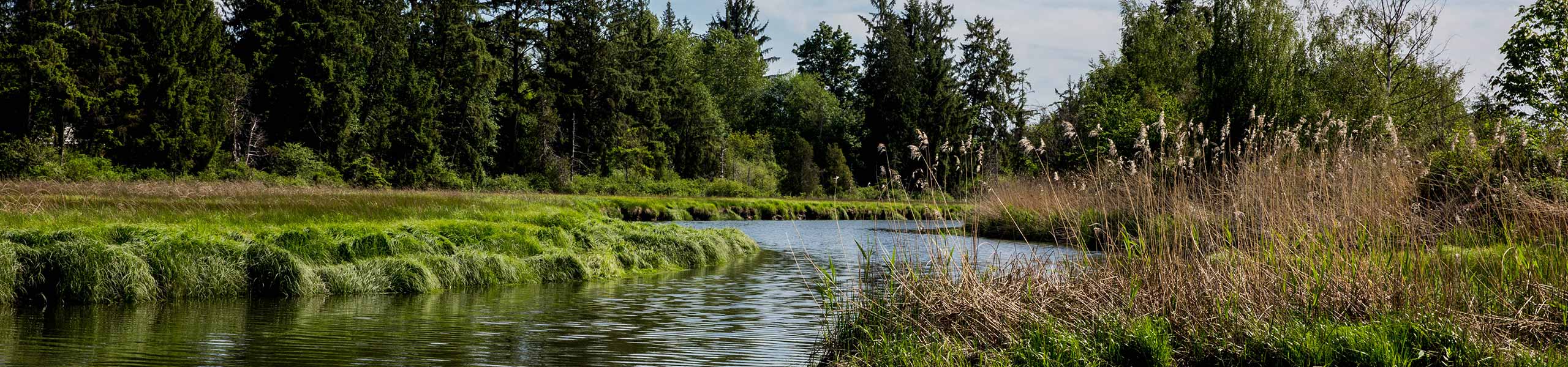 Tulalip Tribes Natural Resources Department image of wetland with forested and cleared habitat