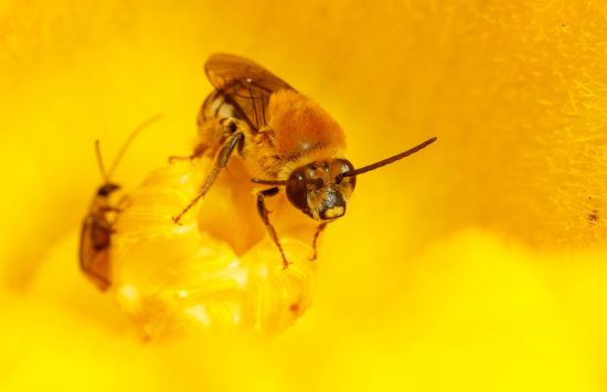 Bee on a squash