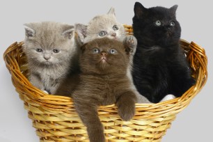 Kittens