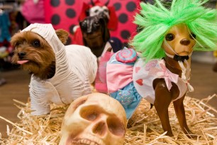 Alex, a Yorkshire terrier (left), tries on a zombie costume, one of many Howl-o-ween doggy delights at Ricky’s “Pup-Up.”