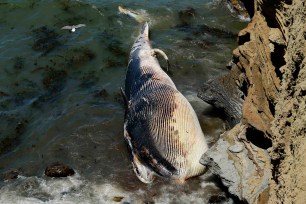 Another whale washed up next to a cliff in the Point Loma area of San Diego on May 20. The 50-foot-long fin whale was found dead.