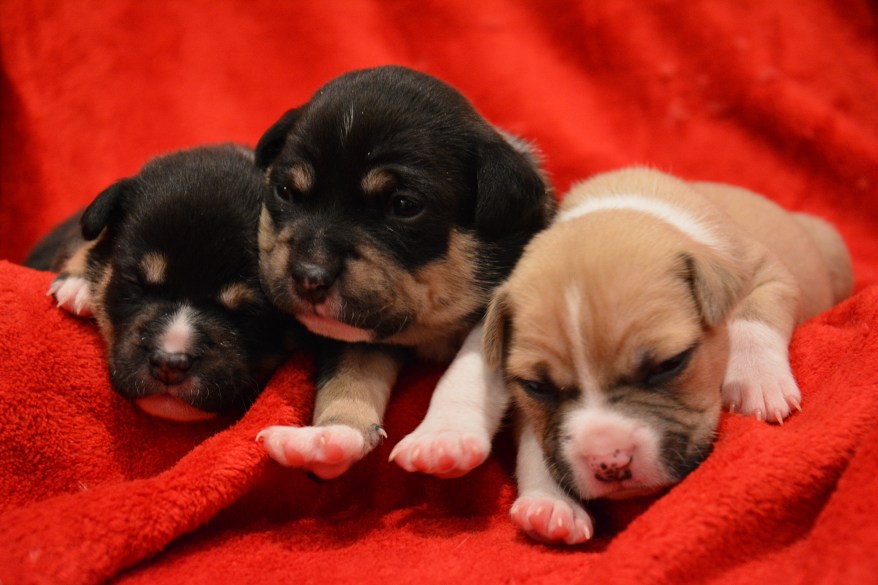 *** VIDEO AVAILABLE *** DALLAS, TX - DECEMBER 2014: The three adorable puppies relax on a towel in December 2014, in Dallas, Texas. This adorable puppy may be the most chilled canine on the planet as he blissfully settles into bath time. The two-week-old was close to death when he was found abandoned in a dumpster with his two sisters but now it looks like his troubles are a million miles away. They were found by Dallas Animal Service and referred to the DFW Rescue Me animal shelter where volunteer Claire Fowler was tasked with looking after them. PHOTOGRAPH BY Claire Fowler / Barcroft USA UK Office, London. T +44 845 370 2233 W www.barcroftmedia.com USA Office, New York City. T +1 212 796 2458 W www.barcroftusa.com Indian Office, Delhi. T +91 11 4053 2429 W www.barcroftindia.com