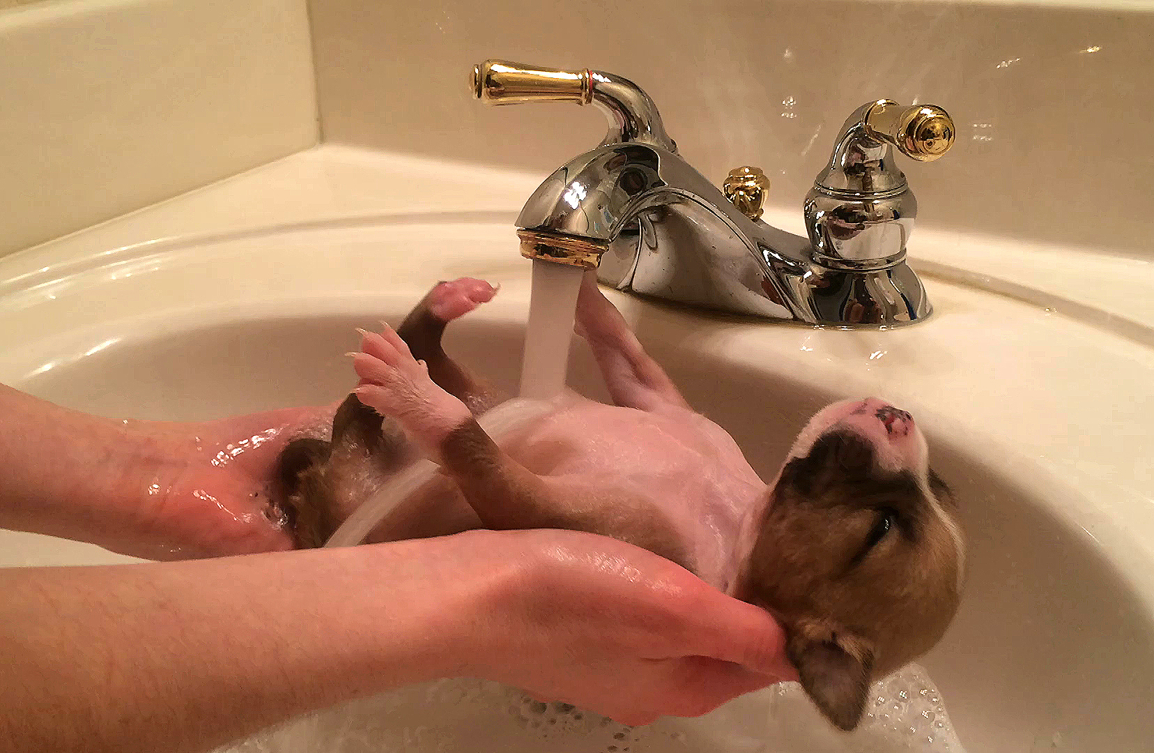 Cute Rescued Puppy Enjoys Bath Time