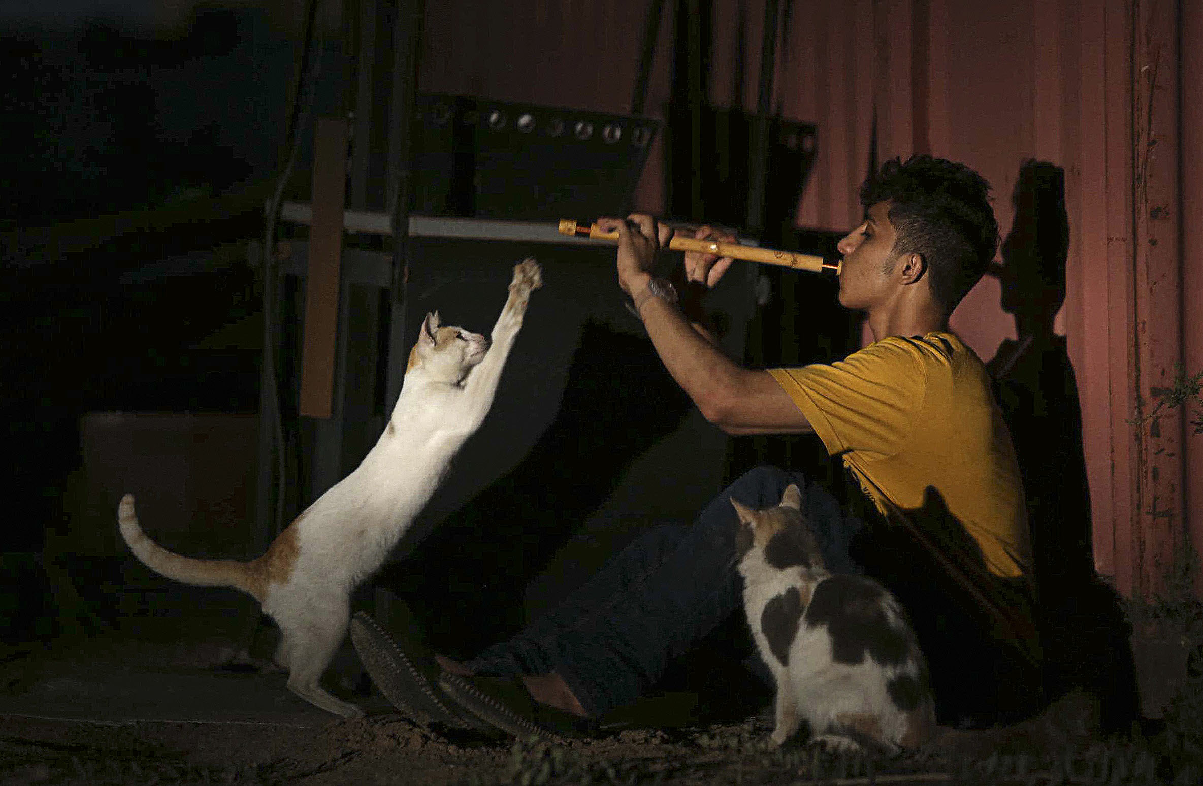 A youth plays the oboe (flute) near cats in Jeddah