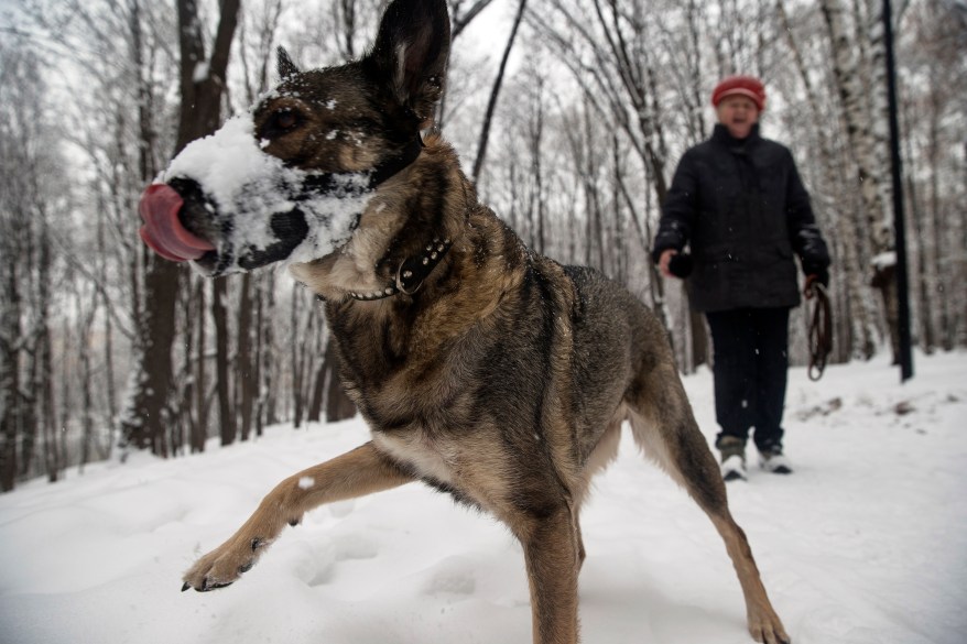 A dog plays in a snow-covered park in Moscow, Russia, Friday, Dec. 12, 2014. Snowfall hit the Russian capital on Friday, with temperatures about -2 C (F 28.4). (AP Photo/Pavel Golovkin)