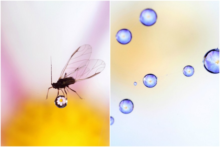 Just dew it: Up close and personal with insects