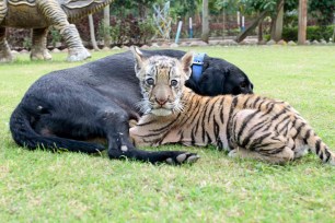 PIC FROM CATERS NEWS - (PICTURED: The tiger cub and the dog ) - An adorable tiger cub has been adopted by a dog - after its mother abandoned it. The lone tiger was rejected by its mother at a zoo in Indore, India - forcing keepers to look for a surrogate mother to feed the dog. And after introducing the cub to Genie, the black labrador, she instantly took to the cub. SEE CATERS COPY.