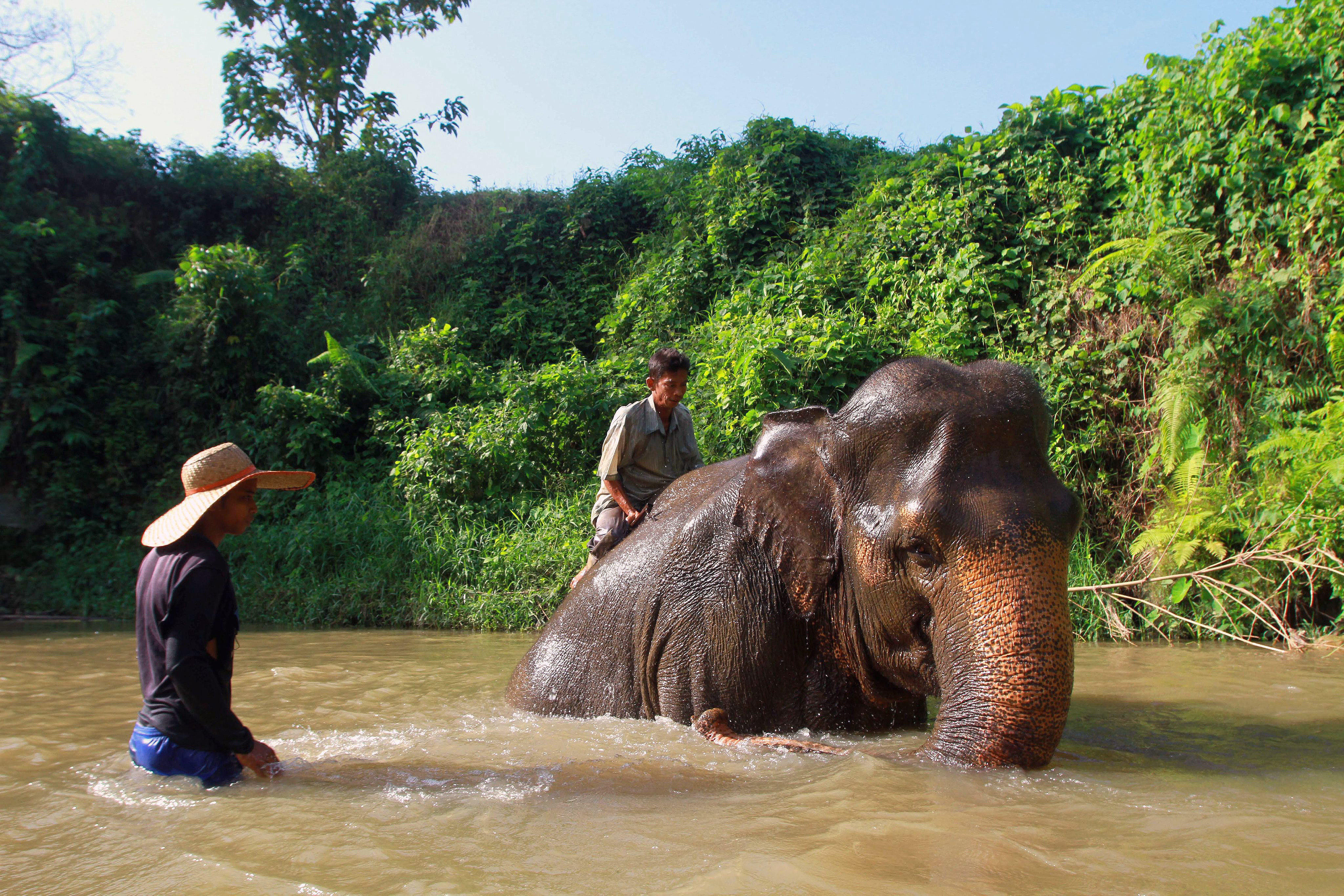 Sumatran Elephants in a river in Medan