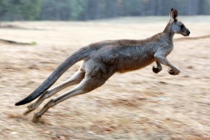 kangaroo