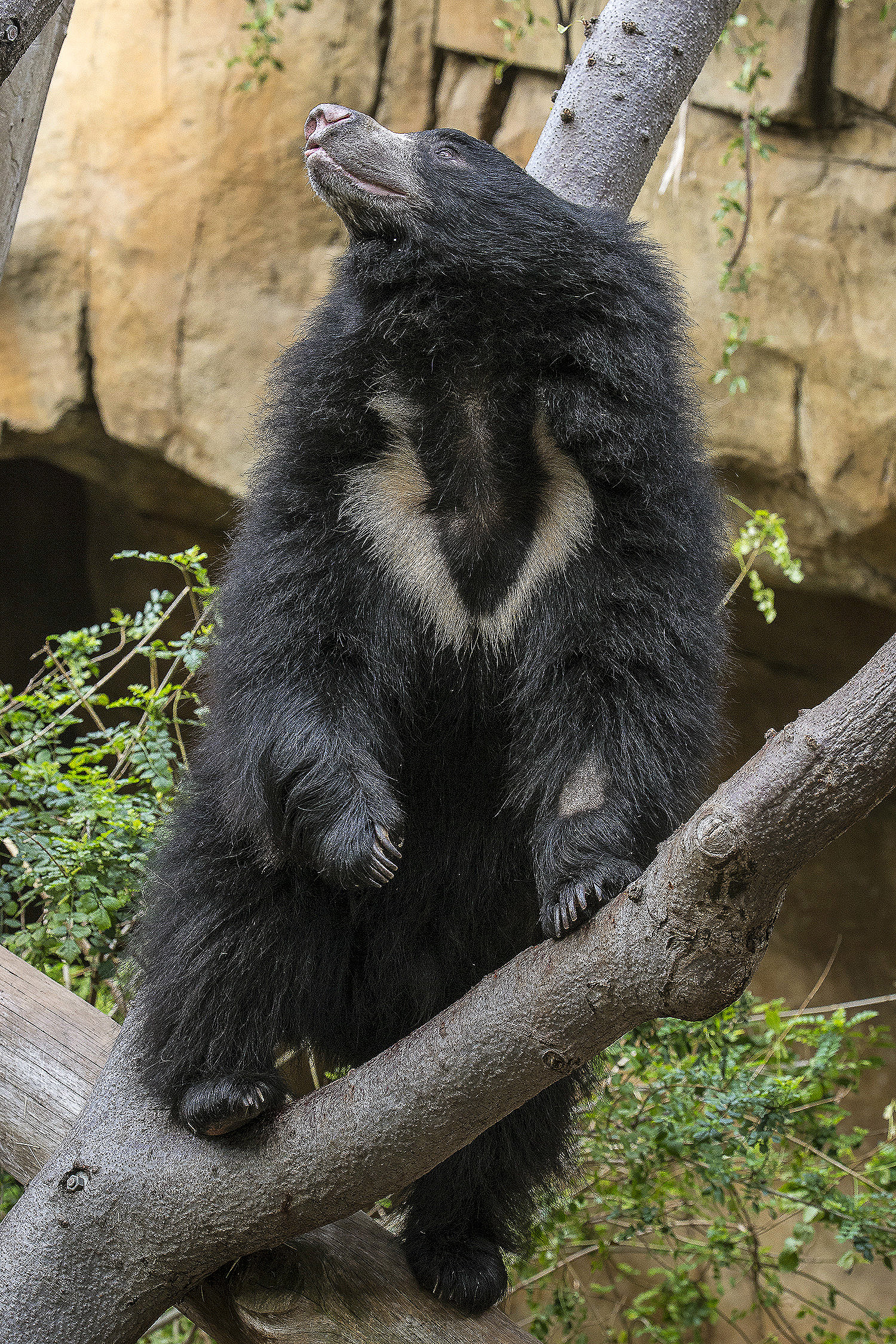 Sloth Bear