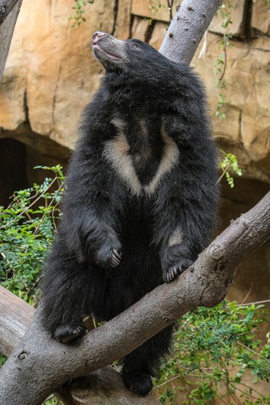 In this photo released by the San Diego Zoo, a 2-year-old male sloth bear named Sahaasa climbs to the top of a felled log in his new exhibit at the San Diego Zoo, Thursday, Dec. 11, 2014, in San Diego, Calif. The bear and his sister, Kayla, moved to their new exhibit Thursday morning after completing quarantine at the Zoos animal hospital. (AP Photo/San Diego Zoo, Ben Bohn)