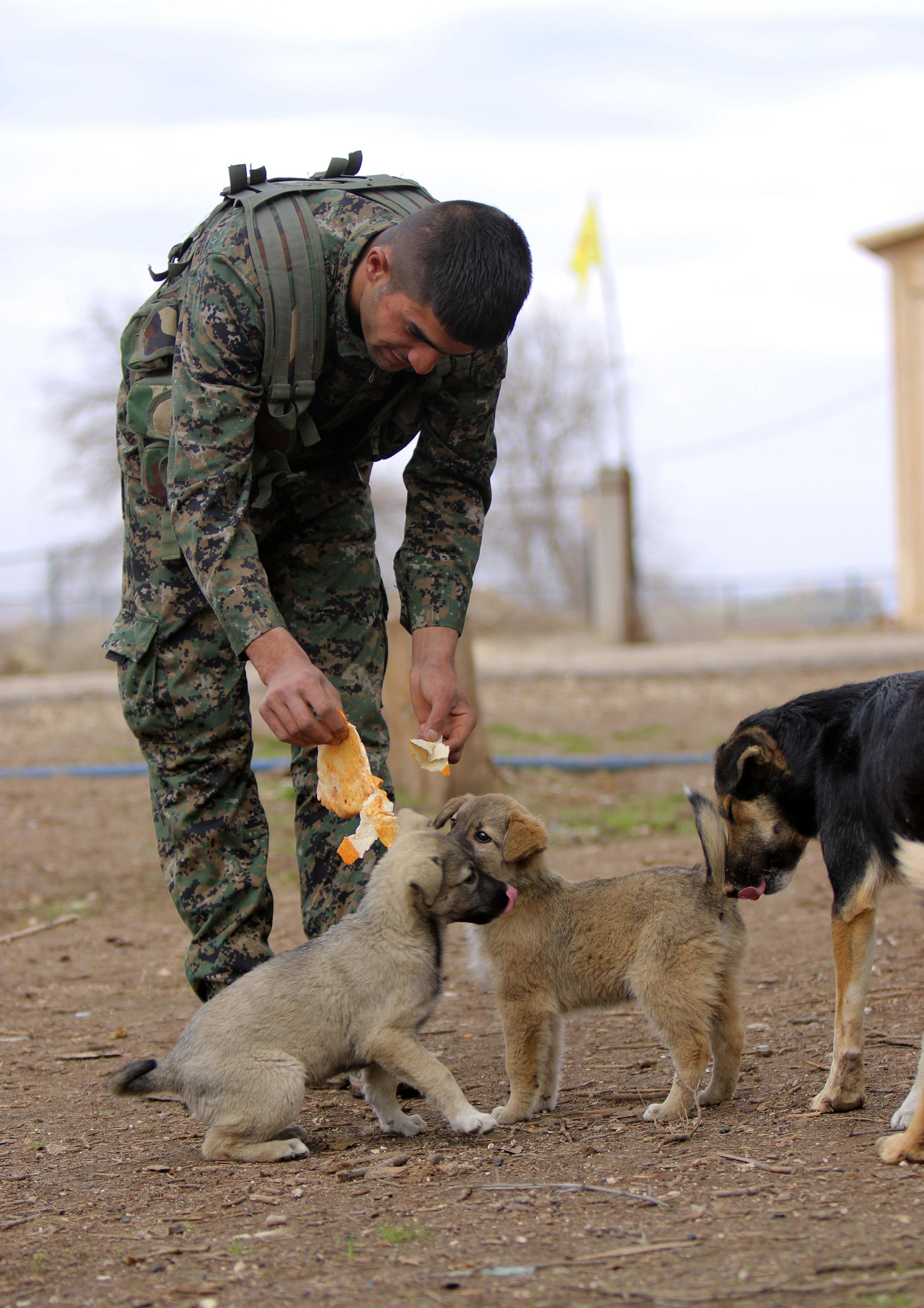 A fighter of the Kurdish People’s Protection Units feeds dogs inside a training camp in Ras al-Ain