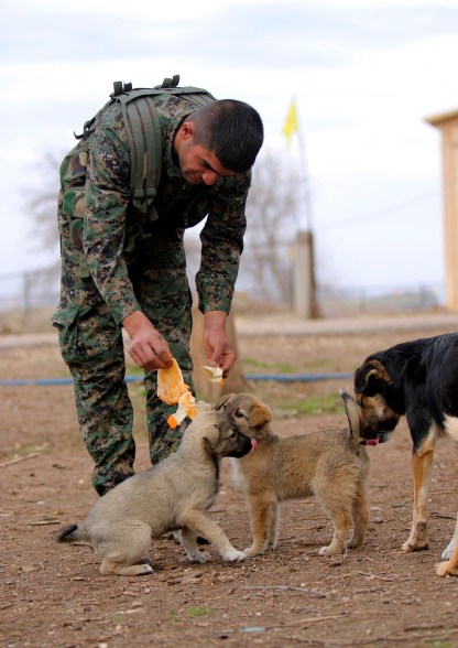 A fighter of the Kurdish People's Protection Units (YPG) feeds dogs inside a training camp in Ras al-Ain December 12, 2014. REUTERS/Rodi Said (SYRIA - Tags: POLITICS CIVIL UNREST CONFLICT ANIMALS MILITARY)