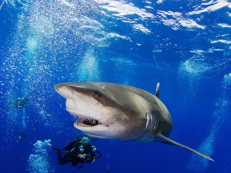 PIC BY JAN MORTON/ CATERS NEWS - (PICTURED: Nordin Siam and one of the many sharks that are being fed) - These stunning images capture the moment daredevil divers hand feed some of the worlds most dangerous SHARKS. Surrounded by hammerheads and oceanic white tips the fearless feeders gracefully give the swarming sharks a BITE to eat. Photographer Jan Phillip Morton captured the divers who wore protective chainmail suits designed to prevent sharks teeth from piercing the skin in case of an accidental nibble. SEE CATERS COPY