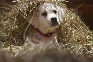 Budweiser’s “Lost Dog,” commercial