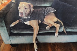 Morgan Bogle is offering $10,000 for the return of her pit bull, Sugar, who was lost when a dog walker apparently went bonkers.