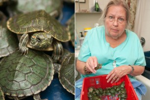 Lorri Cramer is looking to house hundreds of baby turtles after the illicit pets were seized.