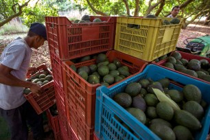 Men work during the avocado harvest at an orchard in Michoacan State, Mexico.