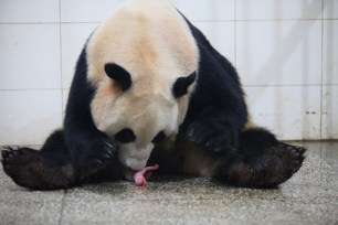 A giant panda mother touches a cub after she gave birth to the twin giant panda cubs in Ya'an, Sichuan Province, China.