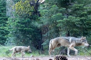 A female gray wolf with two of her three pups in the wilds of Lassen National Forest in Northern California in June.