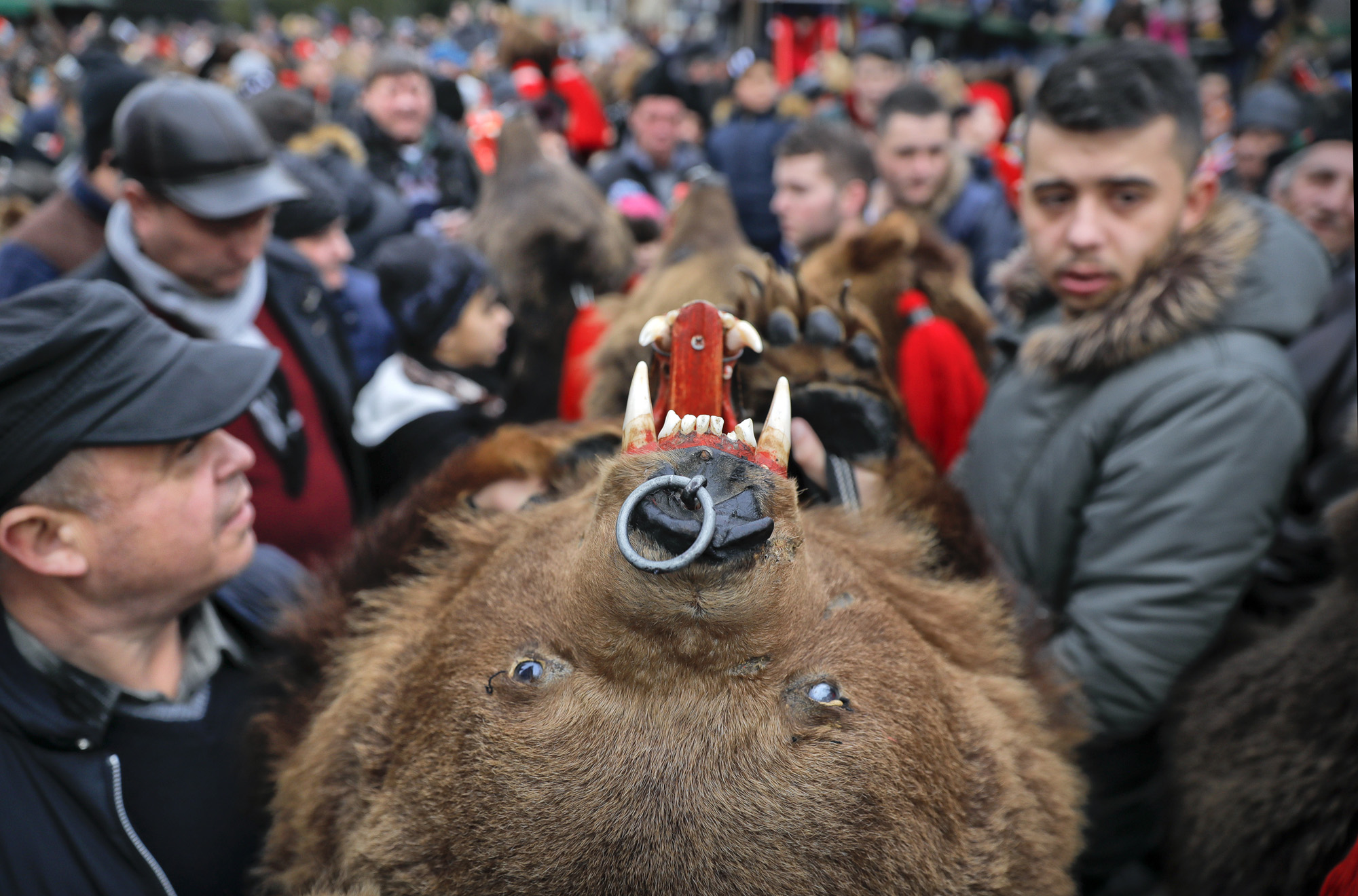 Romania Bear Dance Photo Gallery