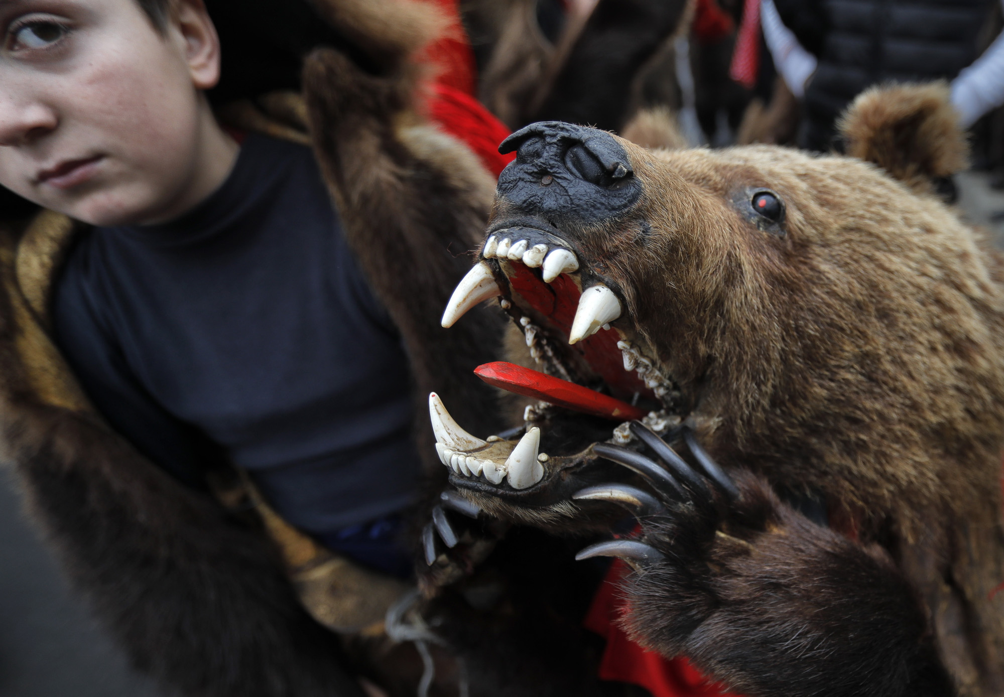 Romania Bear Dance Photo Gallery