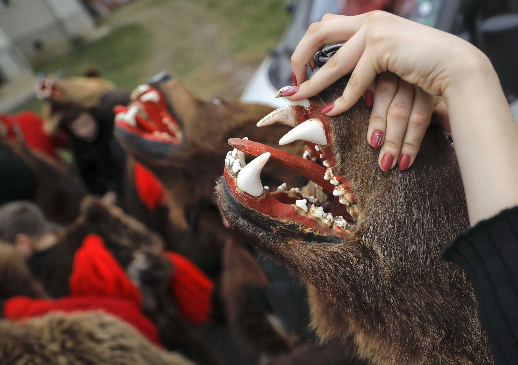 Romania Bear Dance Photo Gallery