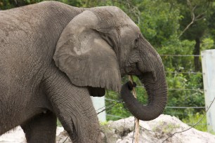 Elephant