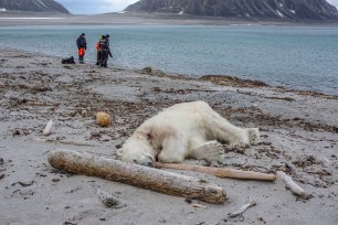 Authorities search the coastline on July 28 after a cruise ship guard shot and killed a polar bear in Norway.