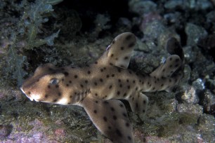 Stock photo of a horn shark