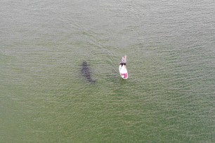 Paddleboarder unaware of close encounter with a shark.