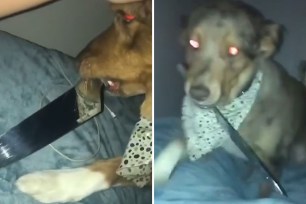 Dog Carries Knife in it's Mouth