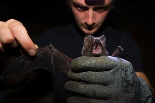 This Guy Loves Bats