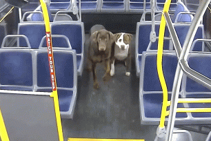 Holiday miracle! Bus driver reunites lost dogs with family