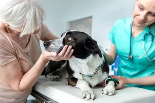 dog veterinary clinic