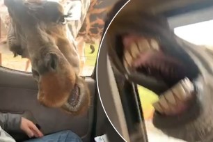 Giraffe and zebra swipe safari snacks during wild encounter