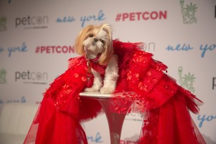 Athena the Shihtzu at PetCon in Manhattan on Saturday.