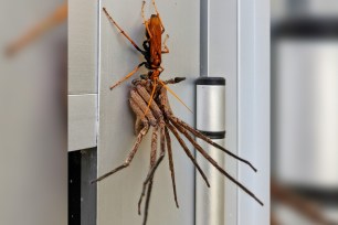 Enormous Hawk Wasp Carries Off Huntsman Spider