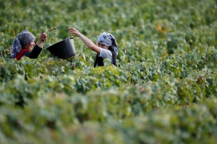 Workers collect grapes in a Taittinger vineyard during the traditional Champagne wine harvest in Pierry, near Epernay, France, September 10, 2019.