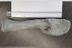 A cast of the fibula - lower leg bone - from Centrosaurus apertus, a horned dinosaur that lived 76 million years ago in the Canadian province of Alberta, is seen disfigured by aggressive malignant bone cancer.