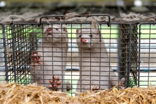 Minks at farmer Stig Sørensen's estate in Bording, Denmark.