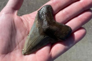 A massive tooth found by a woman at a beach in South Carolina last month has sparked questions over what creature it belongs to.