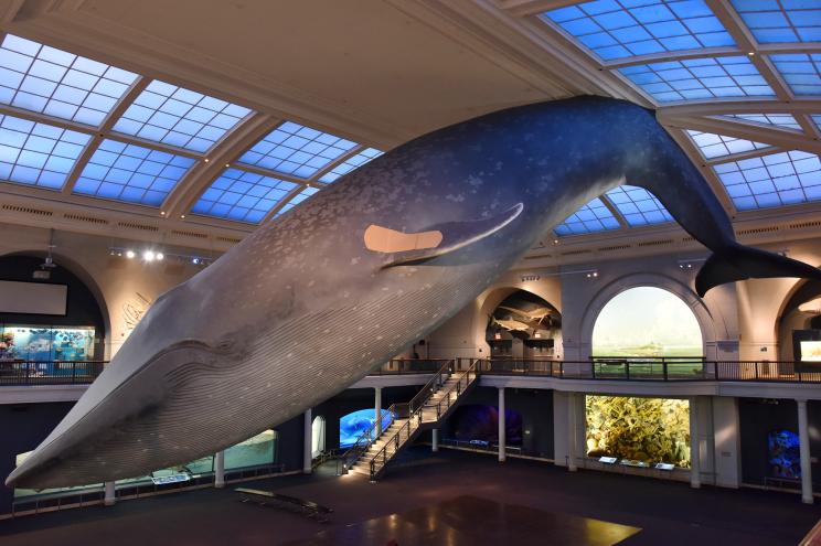 The 94-foot-long whale model hanging from the ceiling inside the museum’s Milstein Hall of Ocean Life is now sporting a massive Band-Aid on its fin..