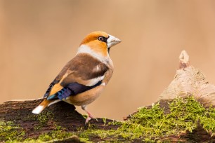 A hawfinch, one of the birds that was consumed at the illegal feast in Italy.