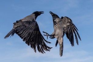 fighting crows