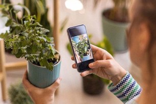 New York Post Store plant checker