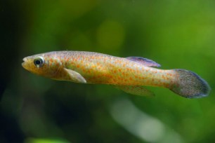 In this undated photo provided by Tennessee Aquarium, an endangered barrens topminnow is seen at the Tennessee Aquarium in Chattanooga, Tenn. The tiny, iridescent Barrens topminnow spent more than 40 years in endangered species limbo — under on-and-off review but never officially listed as endangered. It was finally given federal protection in 2019, but its future is still in doubt. The U.S. Fish and Wildlife Service says they hope to propose designated critical habitat by the end of 2022.