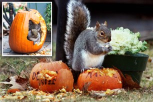 Squirrel with pumpkins.