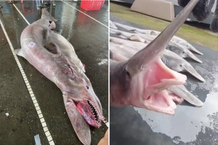 Commercial anglers made waves in science circles after snagging a super rare, nearly 2,000 pound "goblin shark" while trawling for fish off the coast of Taiwan.