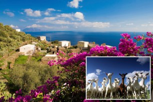 Goats in Alicudi, an Italian island off the northern coast of Sicily,